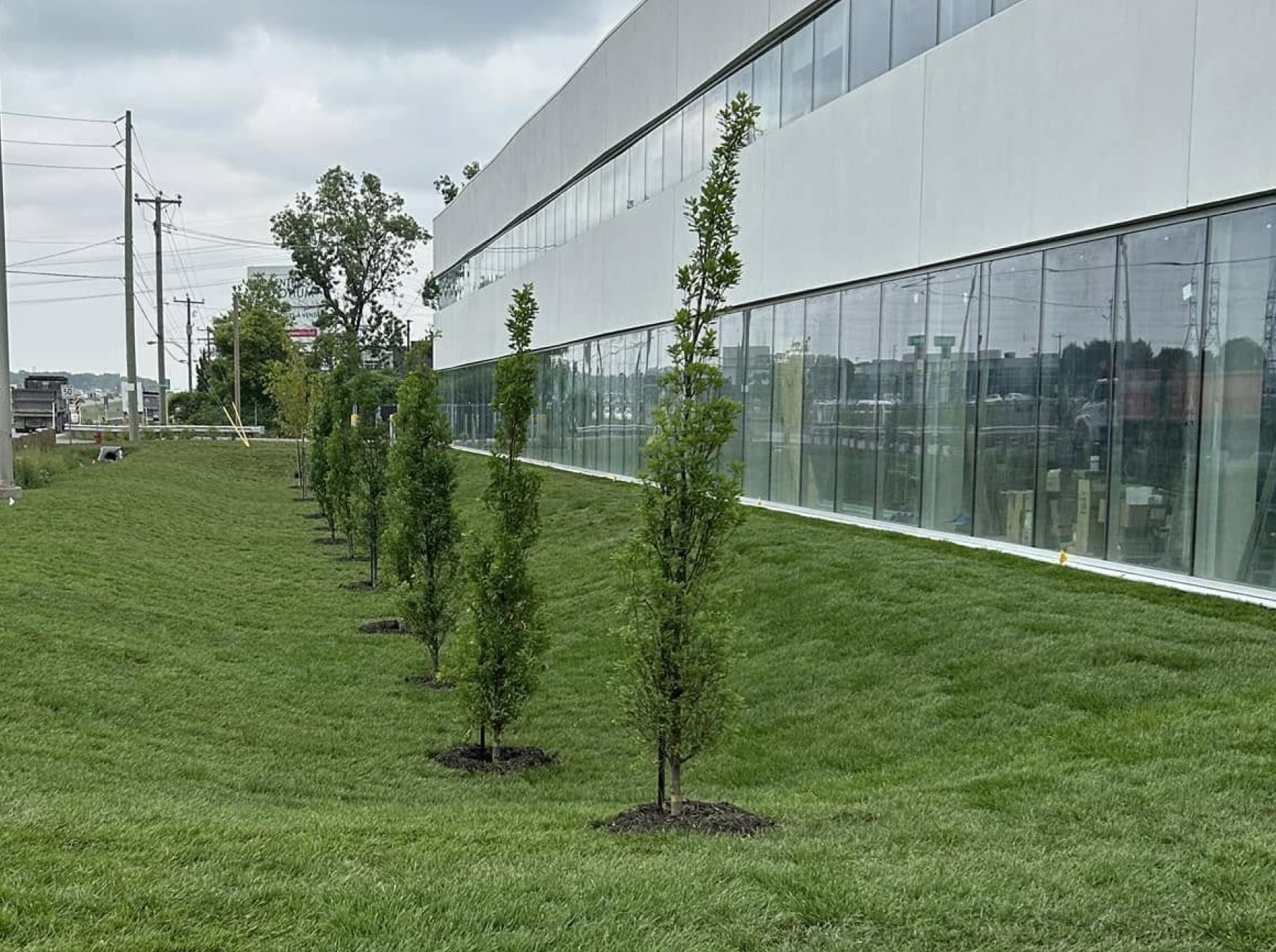 Des haies de cèdres denses et verdoyantes pour une intimité naturelle et une touche d'élégance à votre extérieur.